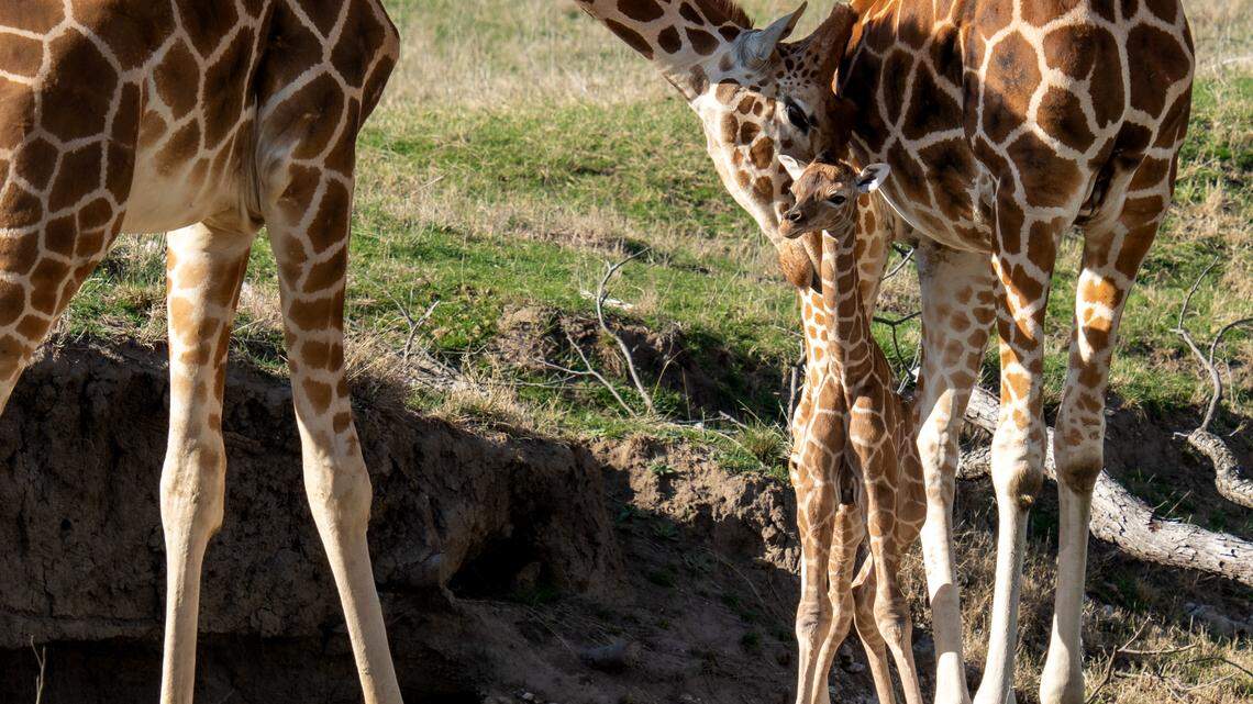 A baby giraffe, named Waffles, was born to mom Snorgie on March 4, 2023, at the Fossil Rim Wildlife Center in Glen Rose, Texas.