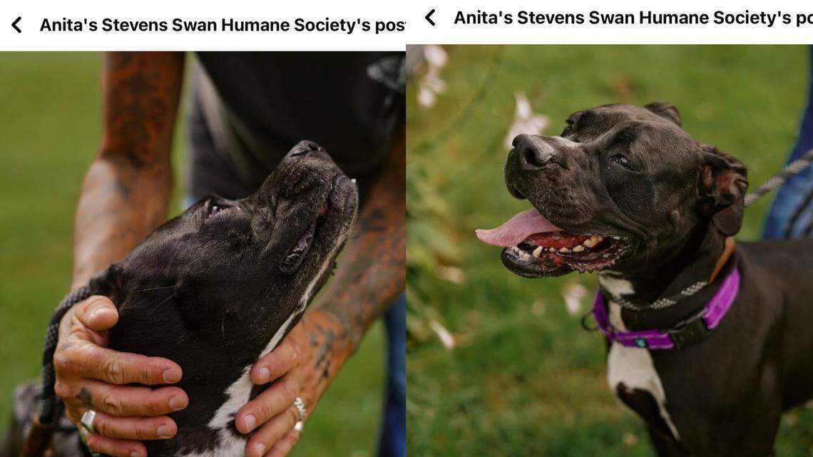 Sweet Percy is more than ready for a new home.