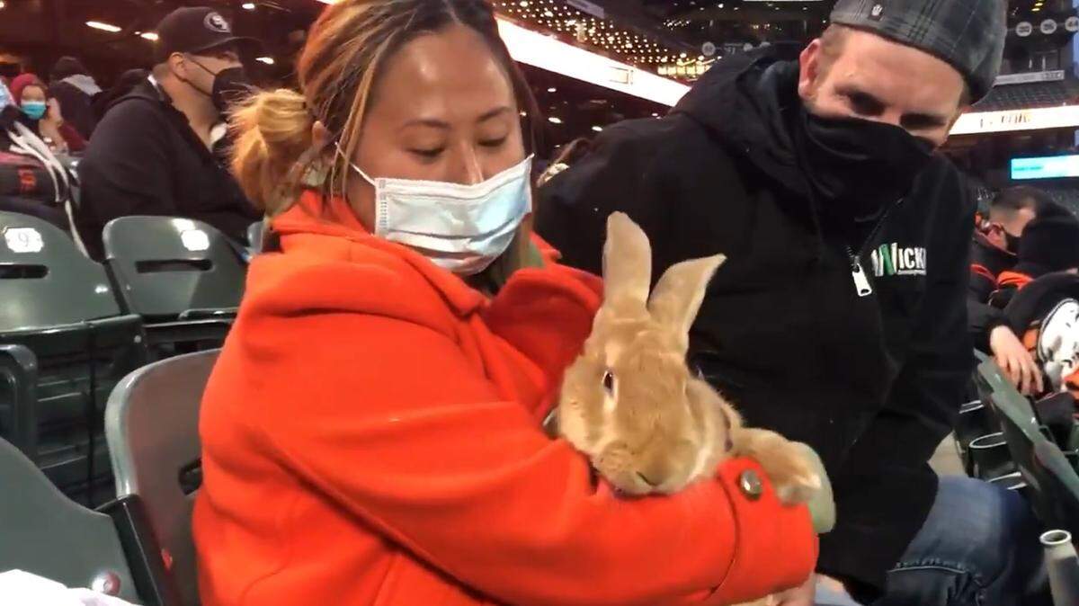 Alex is a therapy rabbit and traveling companion.