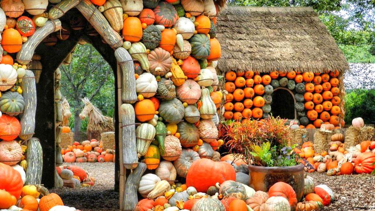 The pumpkin village at the Dallas Arboretum.