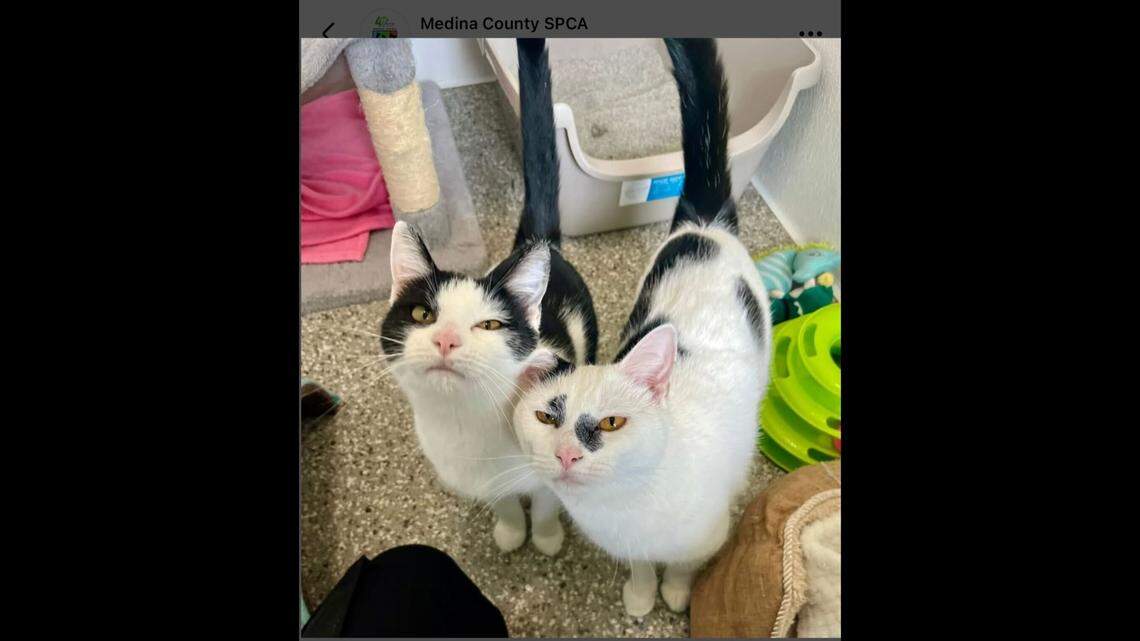 The sisters are very affectionate, the shelter notes.