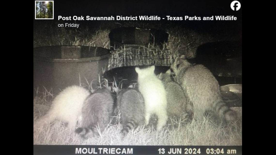 A pair of white, potentially albino, raccoons were spotted by a trail camera in Van Zandt County, Texas photos show.