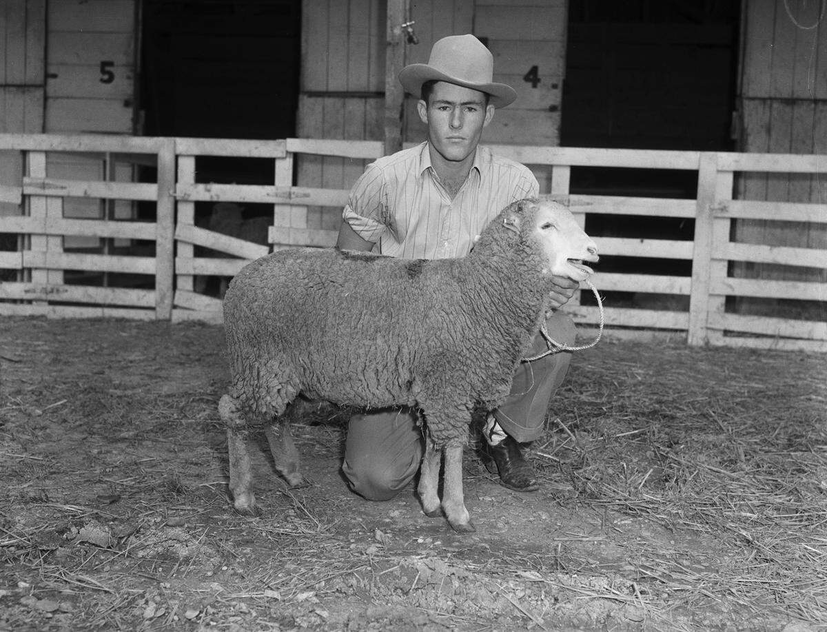 Oct. 14, 1940: One of the outstanding sheep and lambs that took the eye of the Chuck Wagon Gossiper at the State Fair of Texas last week is shown here. Victor Lindley, 4-H Club boy of Big Lake, holding one of the group of lambs that came from Reagan County and ranked second in that division.