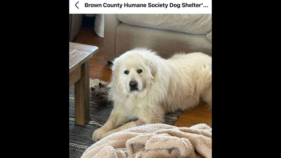 The big floof is going to pull through and hopefully find a warm, loving owner who deserves him.