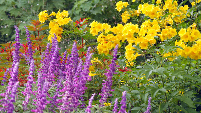 Follow this to-do list to revive your North Texas landscape ravaged by the summer heat