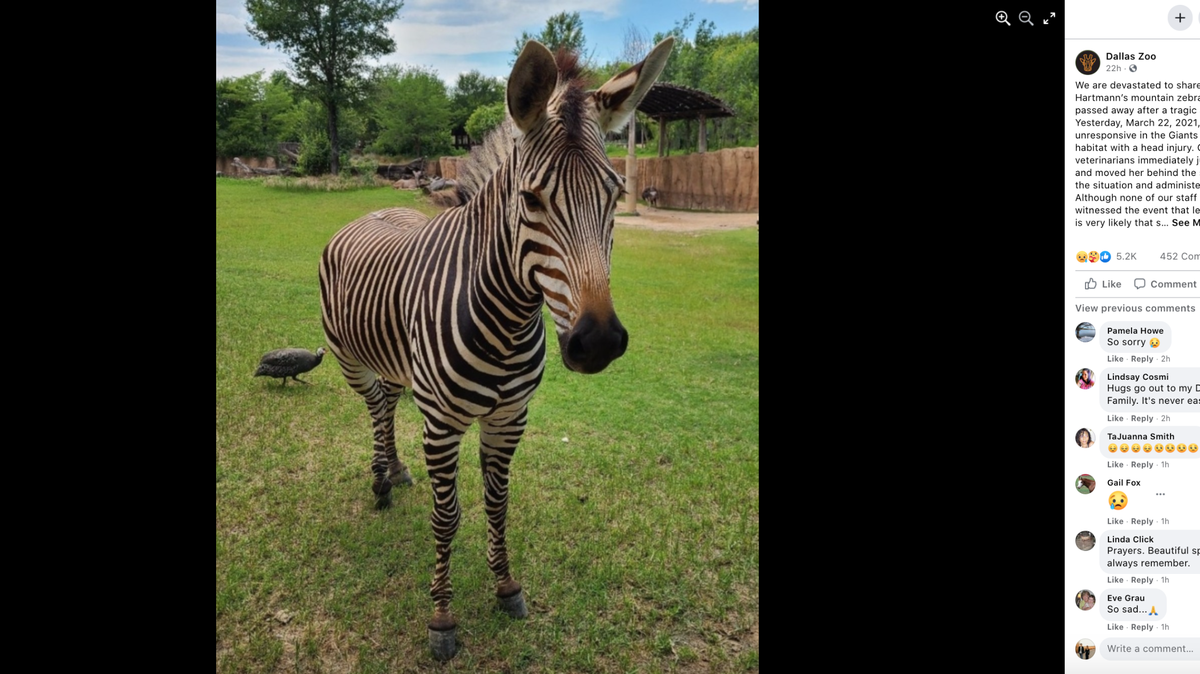 Keeya, a 6-year-old mountain zebra, died after she was found unresponsive in a habitat at the Dallas Zoo.