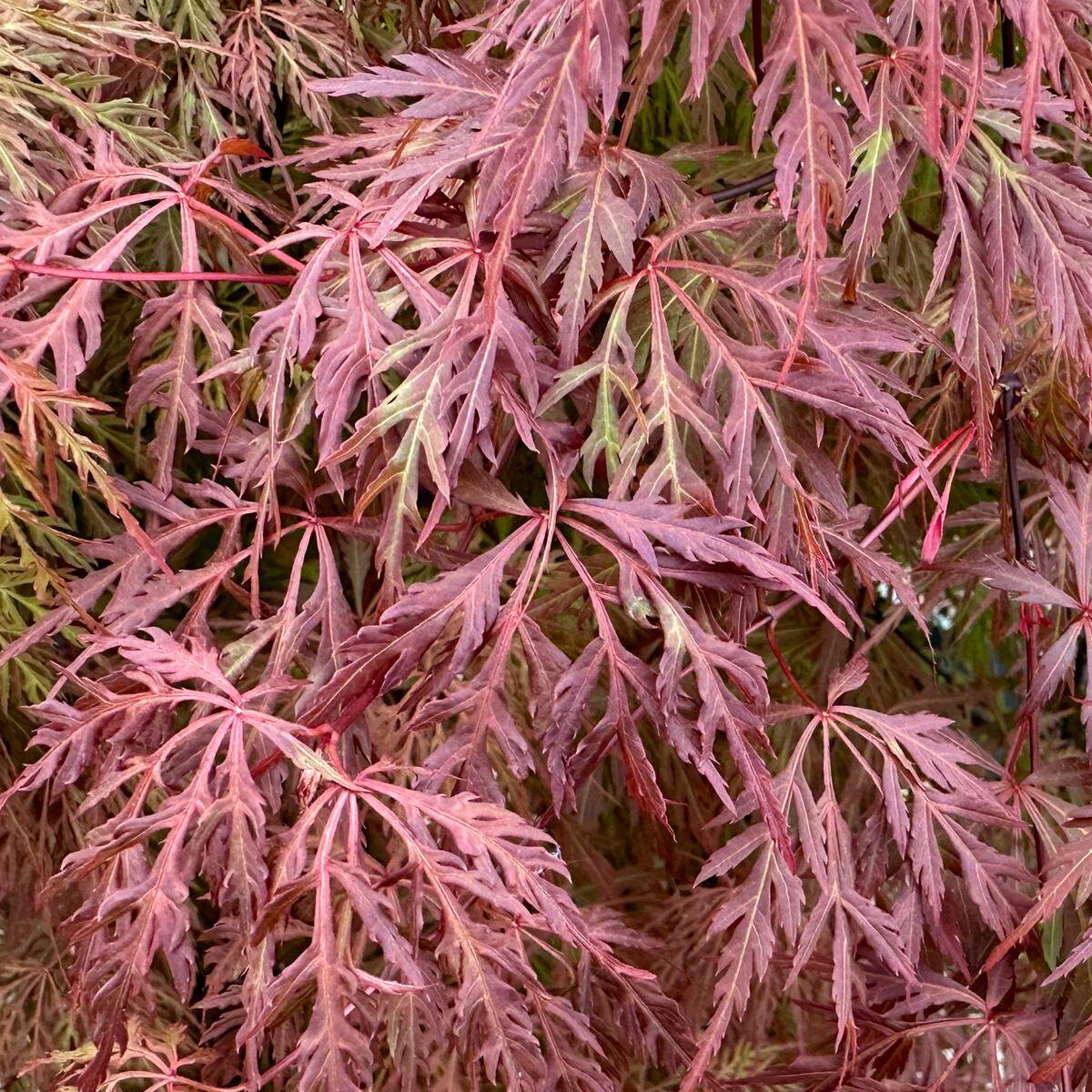Acer palmatum dissectum Orangeola leaves are highly fringed. They must have shade in afternoon.