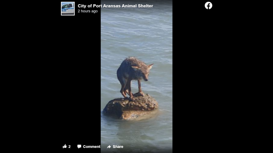 This young coyote was rescued after it fell into a Texas ship channel and could not get back out, officials say.