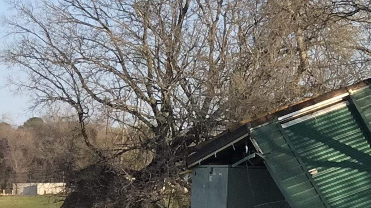 One of The Oakridge School’s oak trees uprooted by forceful winds during a devastating storm last year.
