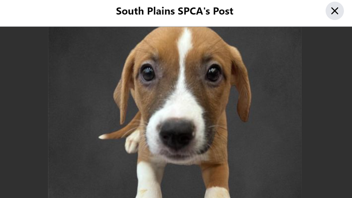 No one can resist this adorable face.