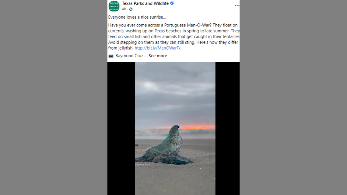 A beachgoer recently captured video of a Portuguese man-o-war moving its body on a Texas beach at sunrise, and it’s stirring unexpected compassion in the hearts of Texans.