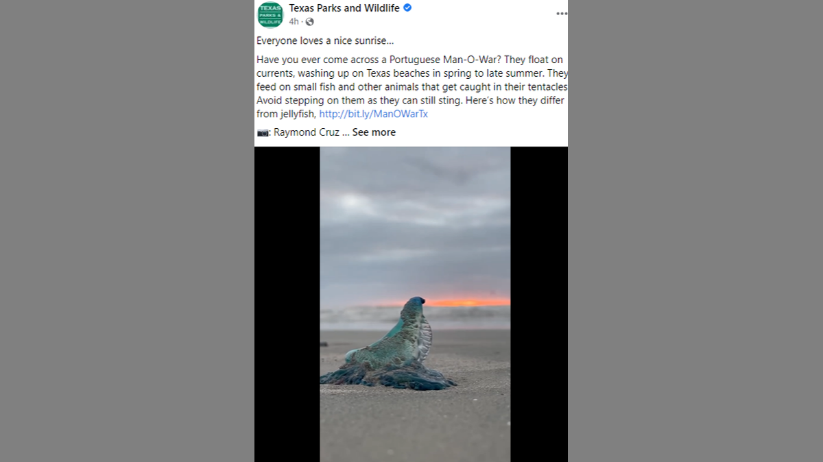 A beachgoer recently captured video of a Portuguese man-o-war moving its body on a Texas beach at sunrise, and it’s stirring unexpected compassion in the hearts of Texans.
