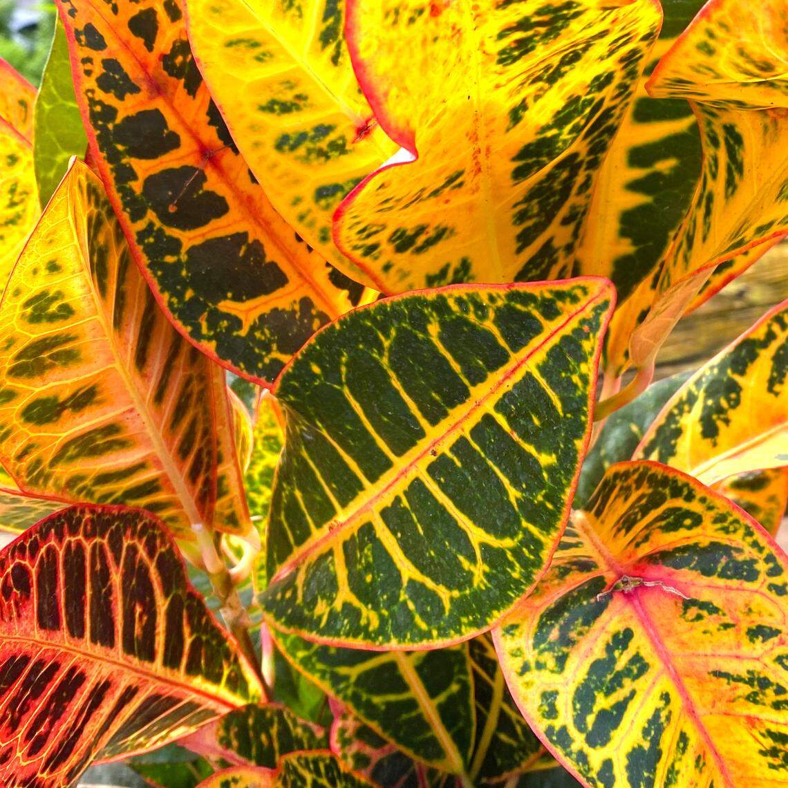 Croton provides a warm-season tropical color of leaves.