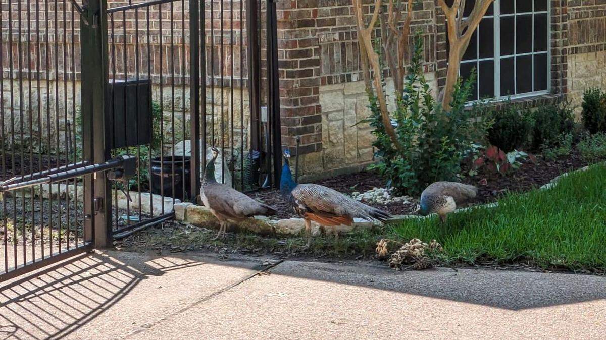 Three peacocks were safely recovered in Mansfield after they caused a minor traffic accident, police say.