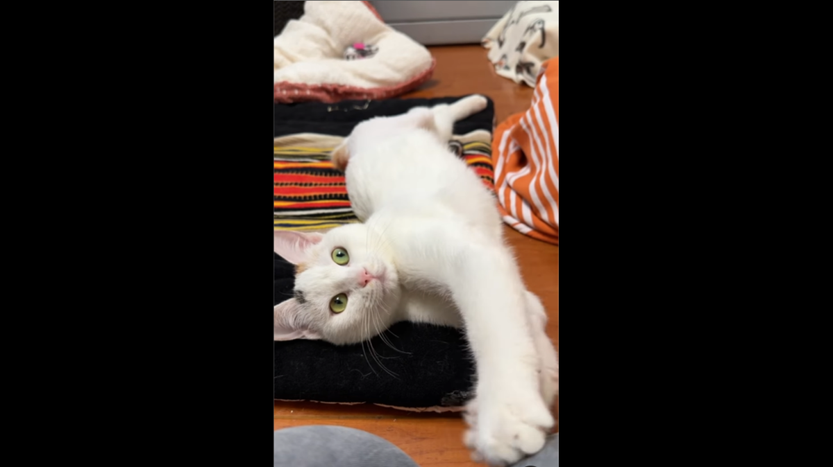 Mel stretching out and playing.