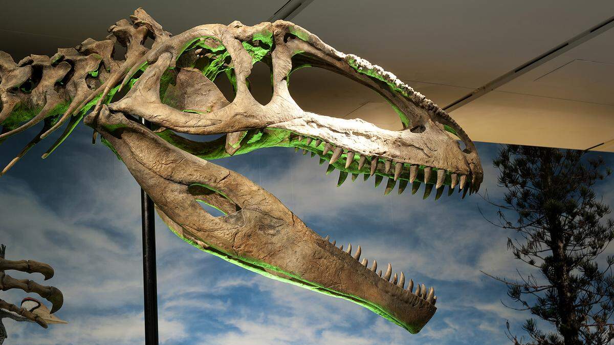 The Giganotosaurus at the Perot Museum's 'Ultimate Dinosaurs' exhibition.