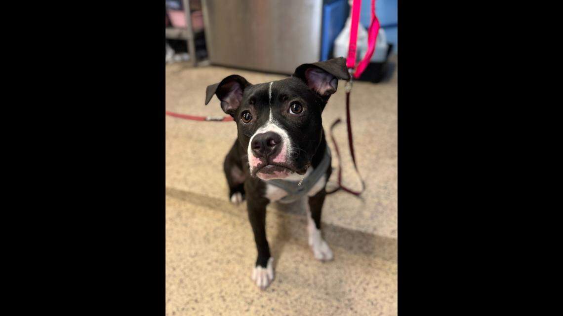 Daisy is safe at the Pennsylvania SPCA’s Philadelphia headquarters.
