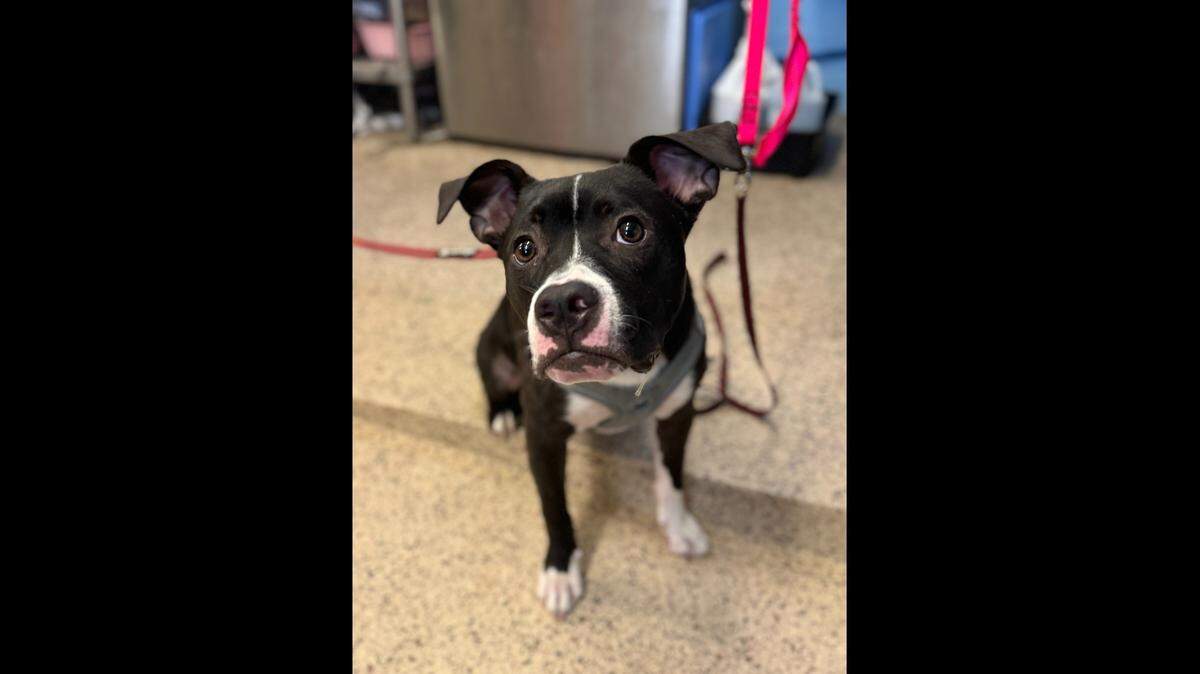 Daisy is safe at the Pennsylvania SPCA’s Philadelphia headquarters.