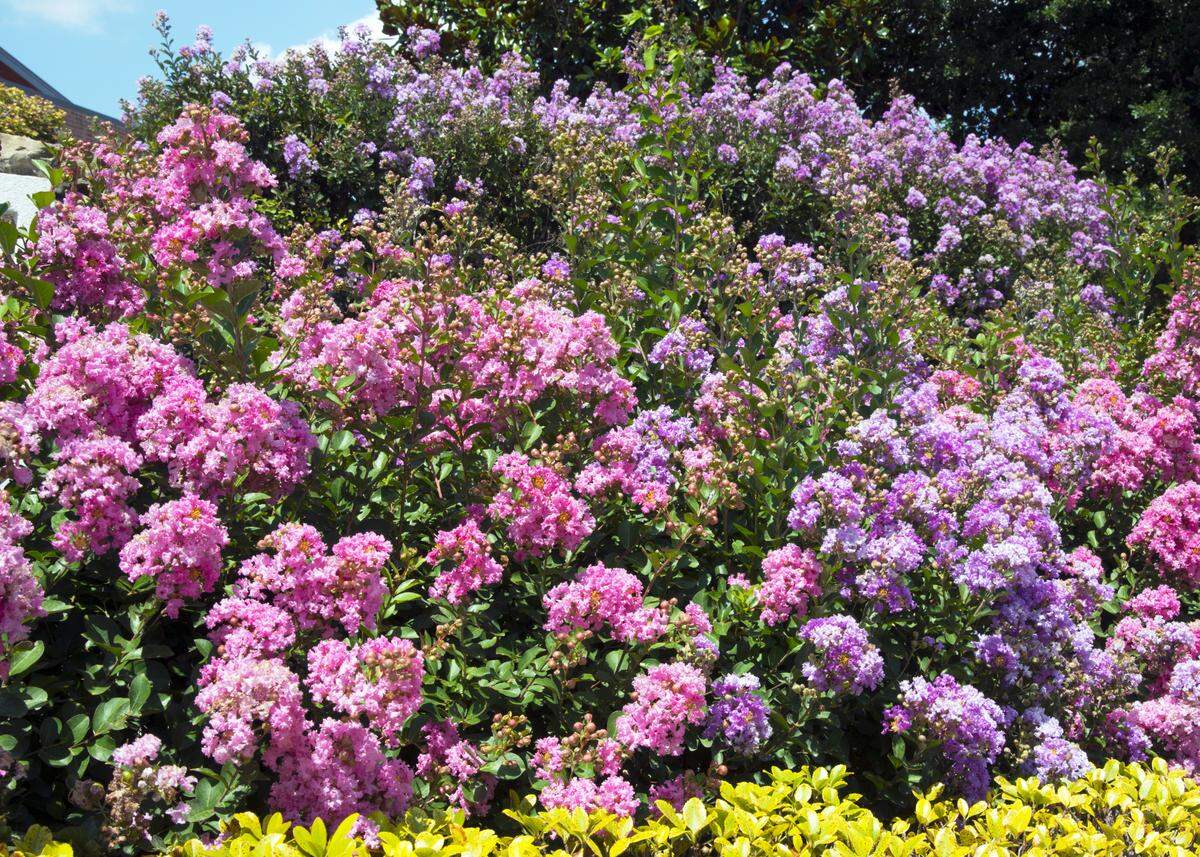 Dwarf pink and dwarf lavender crape myrtle can be maintained at 3 to 4 feet.