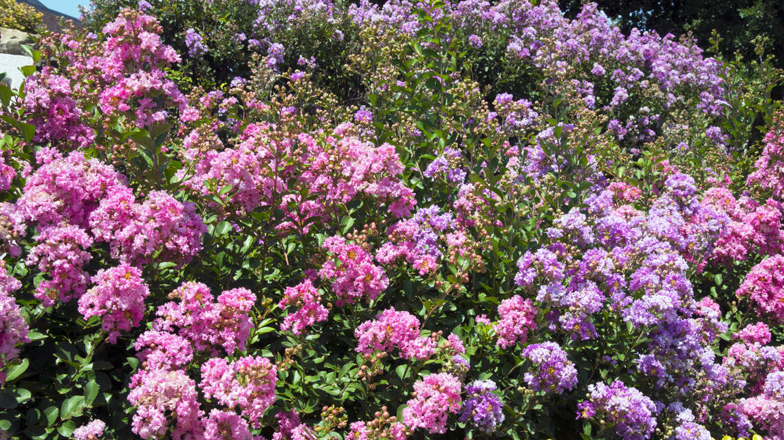 Crape myrtles are starting to bloom. Here’s how to get the best out of them