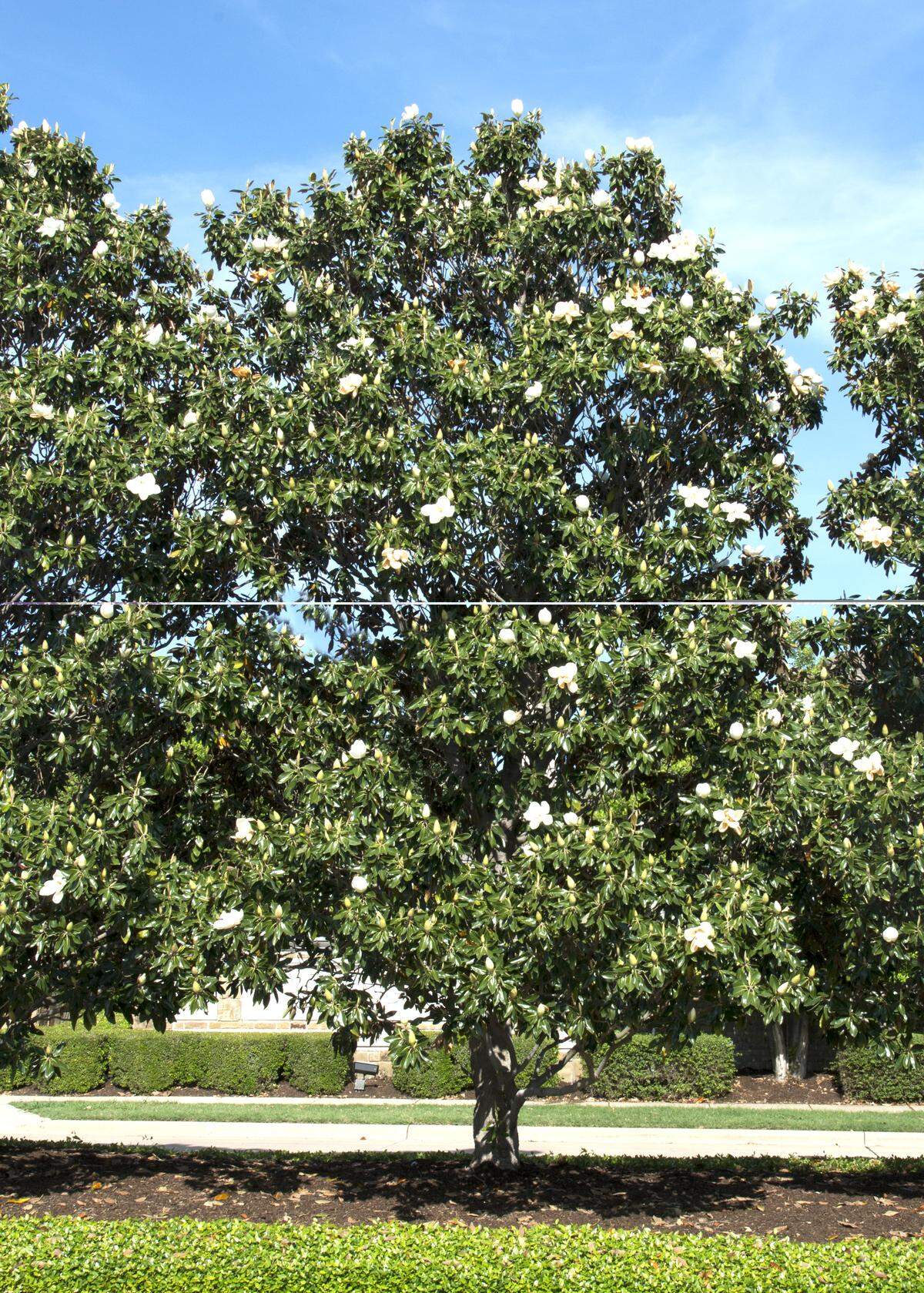 Little Gem southern magnolia is the perfect tree if you’re limited in space. 