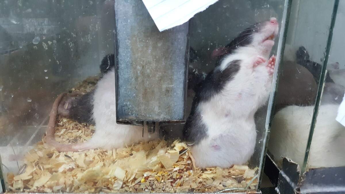Rodents at the Pet Depot in Cleburne were kept in overcrowded housing and were malnourished, the Humane Society of North Texas said.