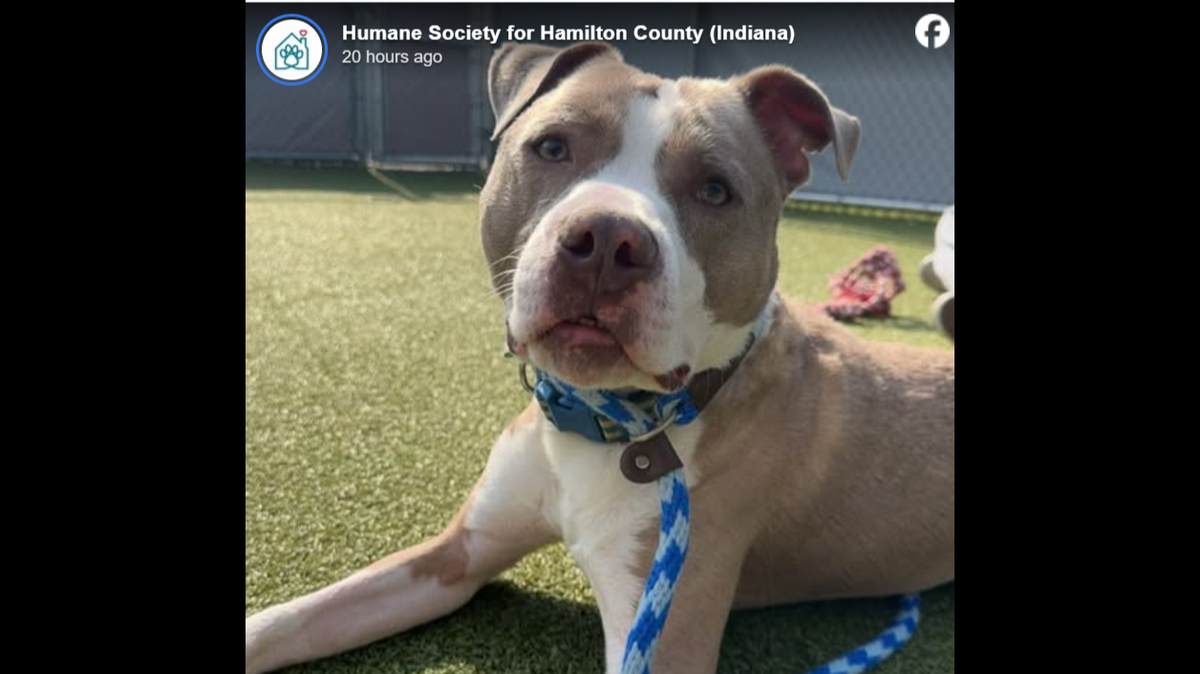 Dallas just wants a loving home.