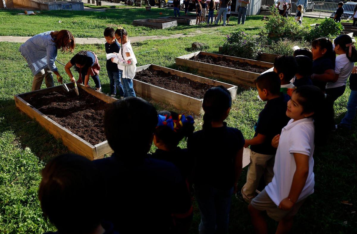 Second-graders at Sagamore Hill Elementary work in the school garden on Thursday, Sept. 19, 2024, in Fort Worth.