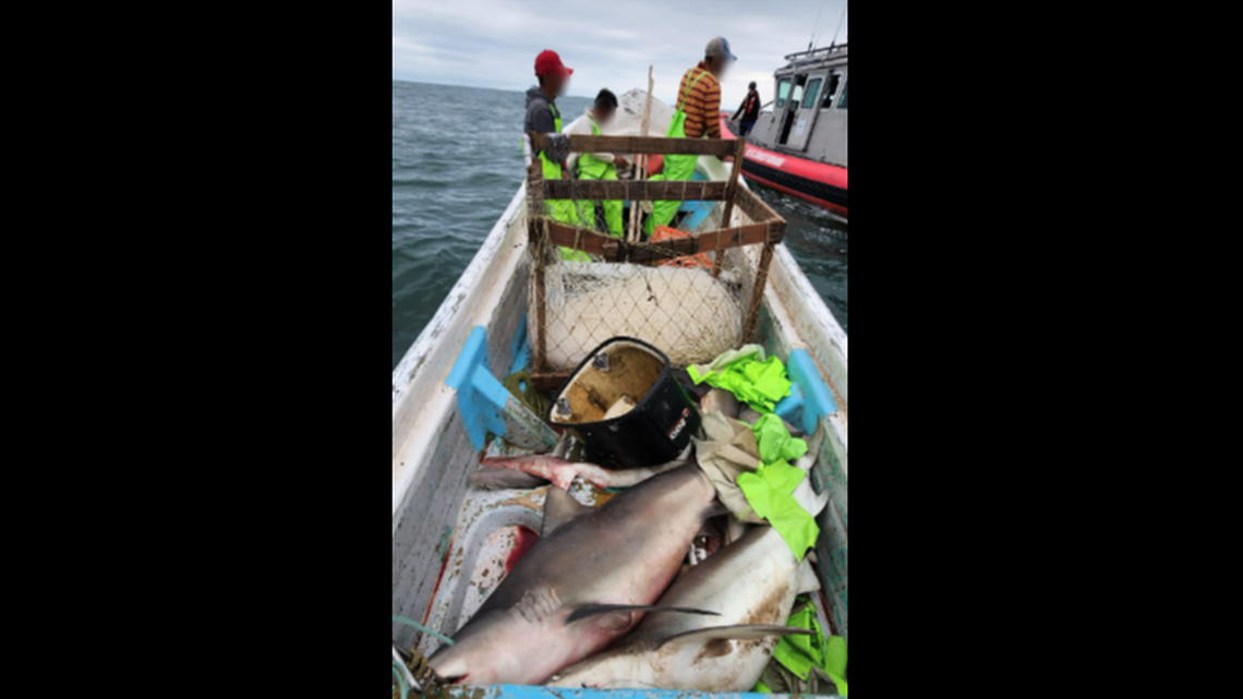 A crew of anglers was arrested off Texas when the U.S. Coast Guard discovered their boat was full of illegally caught sharks, according to a news release.