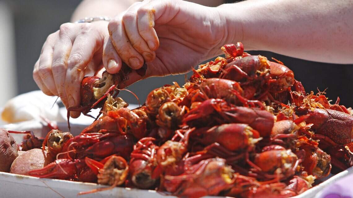 Crawfish aren’t just a southern delicacy. Tri-Cities festival is back