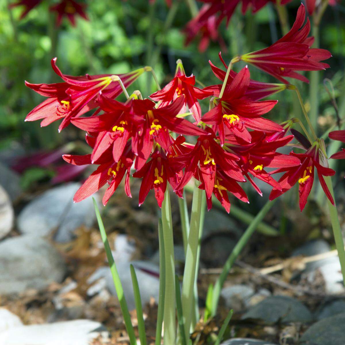 A cluster of oxblood lilies in bloom in October.