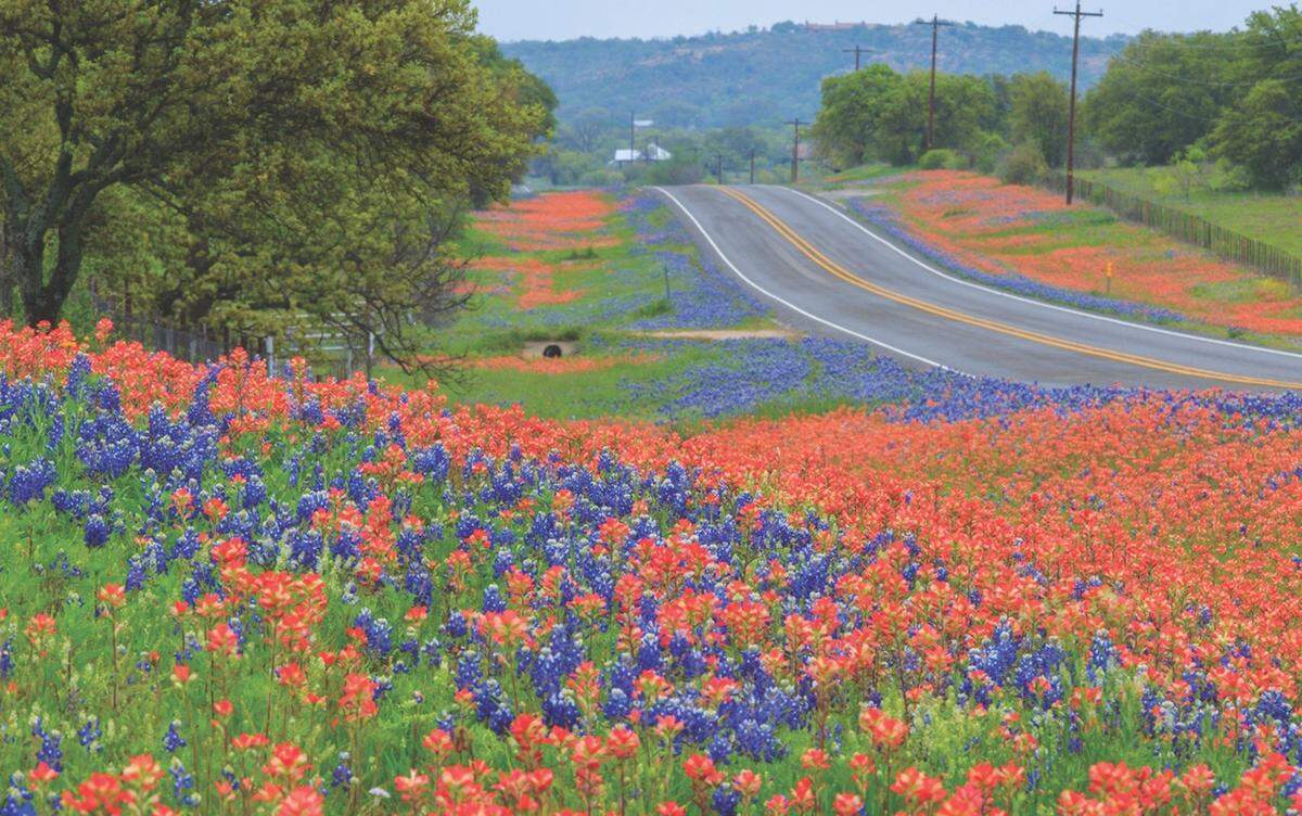 Bluebonnets and Texas paintbrushes found 10 miles north of Llano on Highway 16.