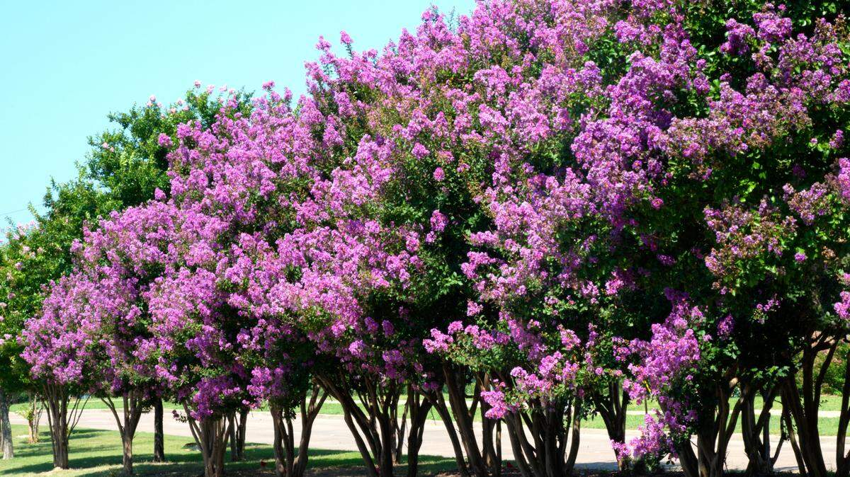 Lipan crape myrtle blooms several times each summer.