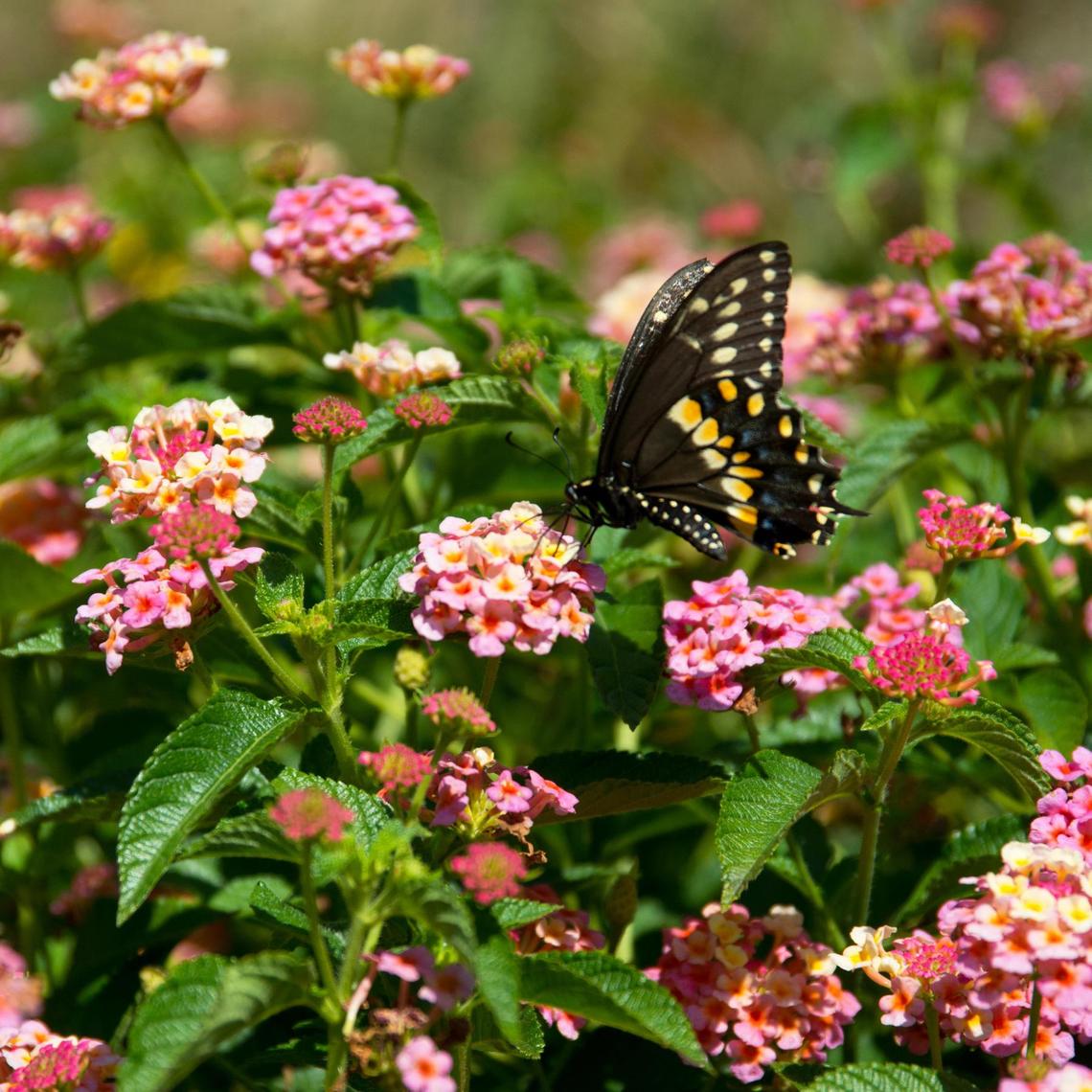 Confetti lantanas are great pollinator plants.
