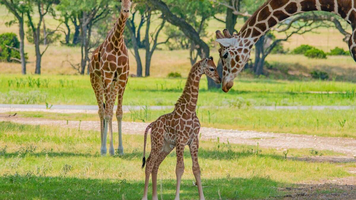 Giraffes at Fossil Rim Wildlife Center in Glen Rose.