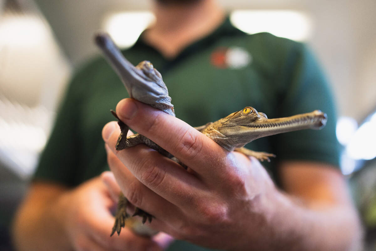 The Fort Worth Zoo announced the hatching of two gharial crocodiles on July 24, 2024. This is the second year in a row that eggs from this critically endangered species have hatched at the zoo.