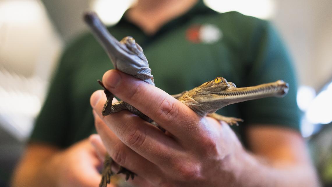 On Wednesday, the Fort Worth Zoo announced the hatching of two gharial crocodiles in June. This is the second year in a row that eggs from this critically endangered species have hatched at the zoo.