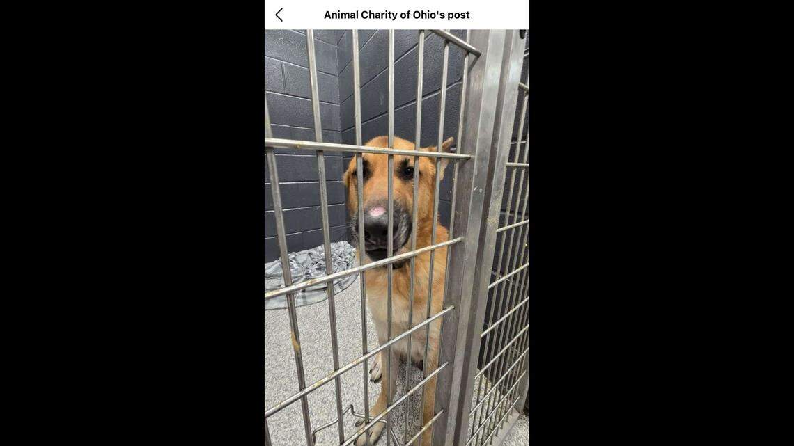 The rescued pup in a kennel.