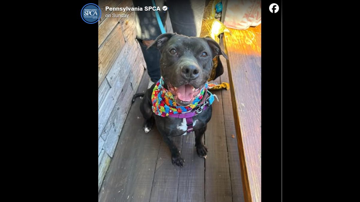 John Wick waits patiently for a new home.