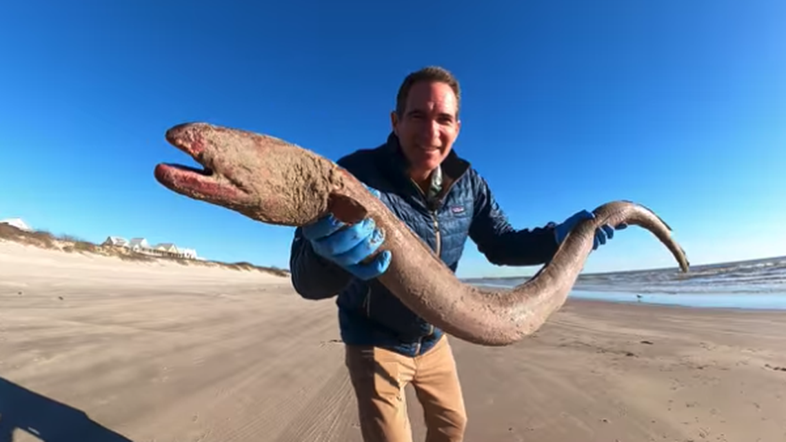 A 4-foot American eel shown by Jace Tunnell washed up on the shore in Texas