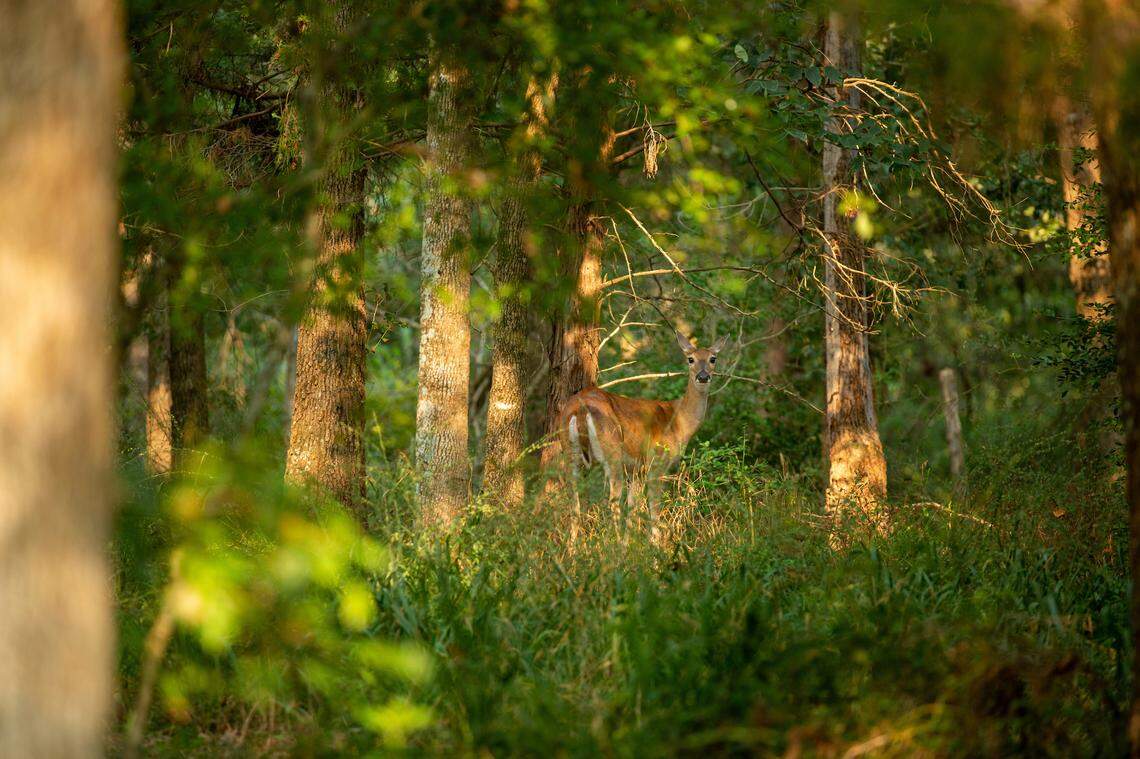 Lake Fairfield, 5000 acres +/-, Texas. (Shannon Faulk for HRC)
