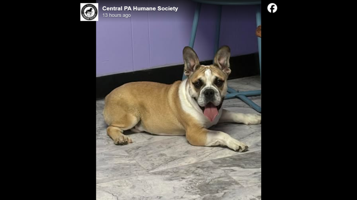 ‘Happiest’ puppy at shelter doesn’t know he was born different — with no elbows