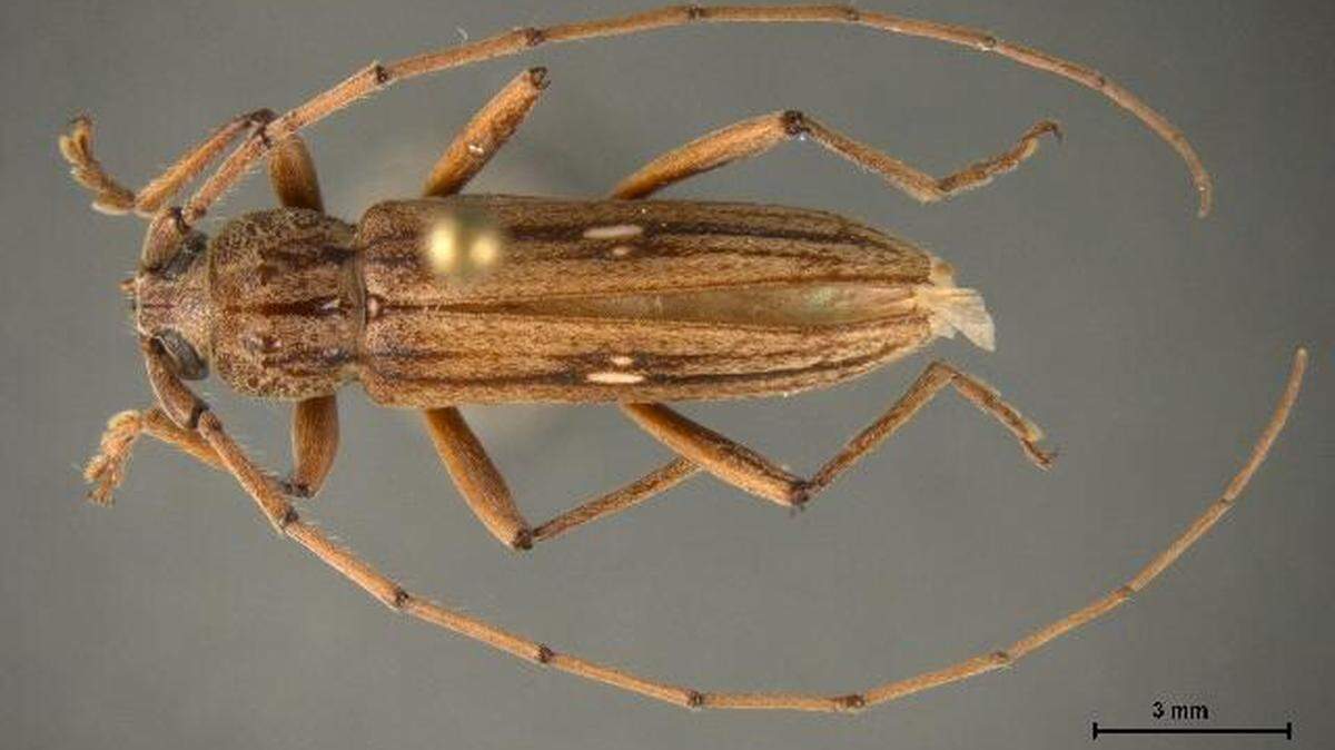 Eburia Nigrovittata, a beetle never before discovered in the United States, was found in a coconut shipment in Texas.