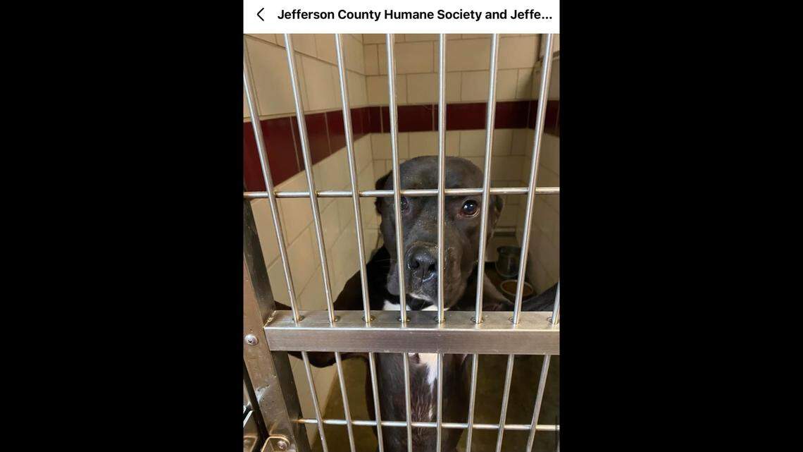 The sweet “gentle soul” peers out of his kennel.