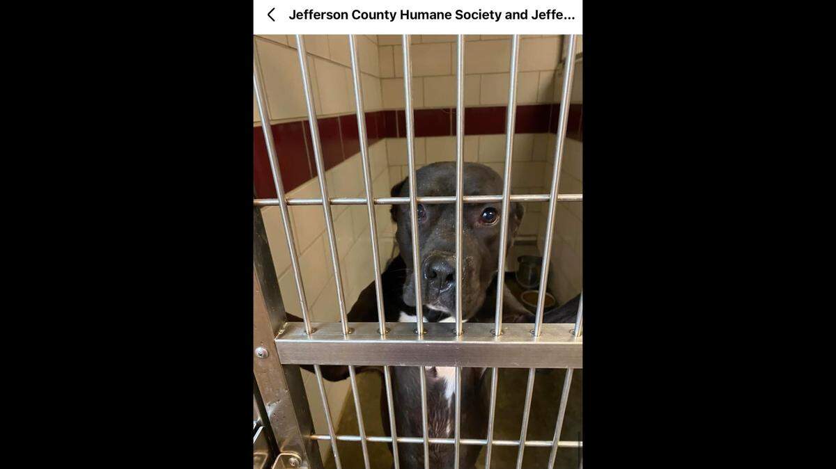 The sweet “gentle soul” peers out of his kennel.