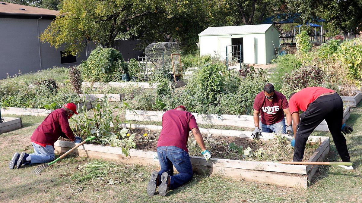Members of Kappa Alpha Psi, Orlando Robinson, Julius Thompson, Duane Broxton and Myron Jones, clean out a raised garden at an Arlington Community Garden in Arlington, Texas, Saturday, Oct. 03, 2020. Several volunteer cleanup projects took place around the city on Saturday. (Special to the Star-Telegram Bob Booth)