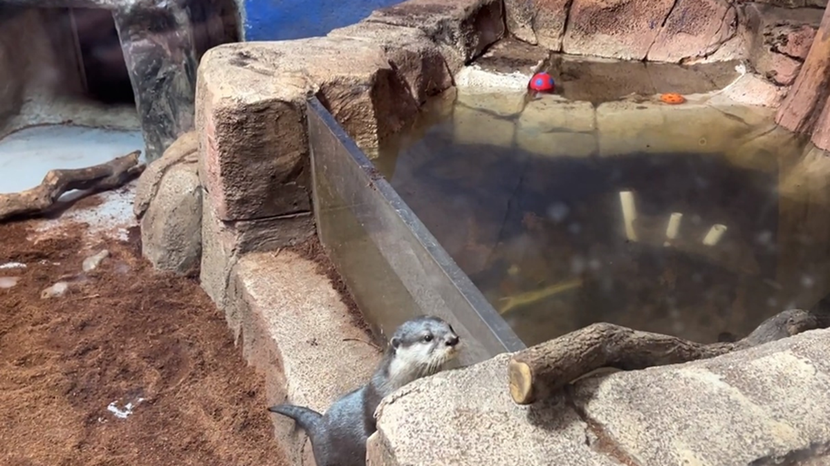 A USDA inspection report of SeaQuest aquarium in Fort worth states in part that, “The facility currently has 4 otters in an enclosure designed for 2.”