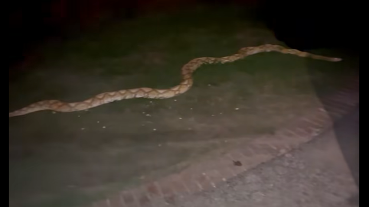 A 15-foot-long yellow reticulated python that was captured from a Garland neighborhood on May 7, 2025.