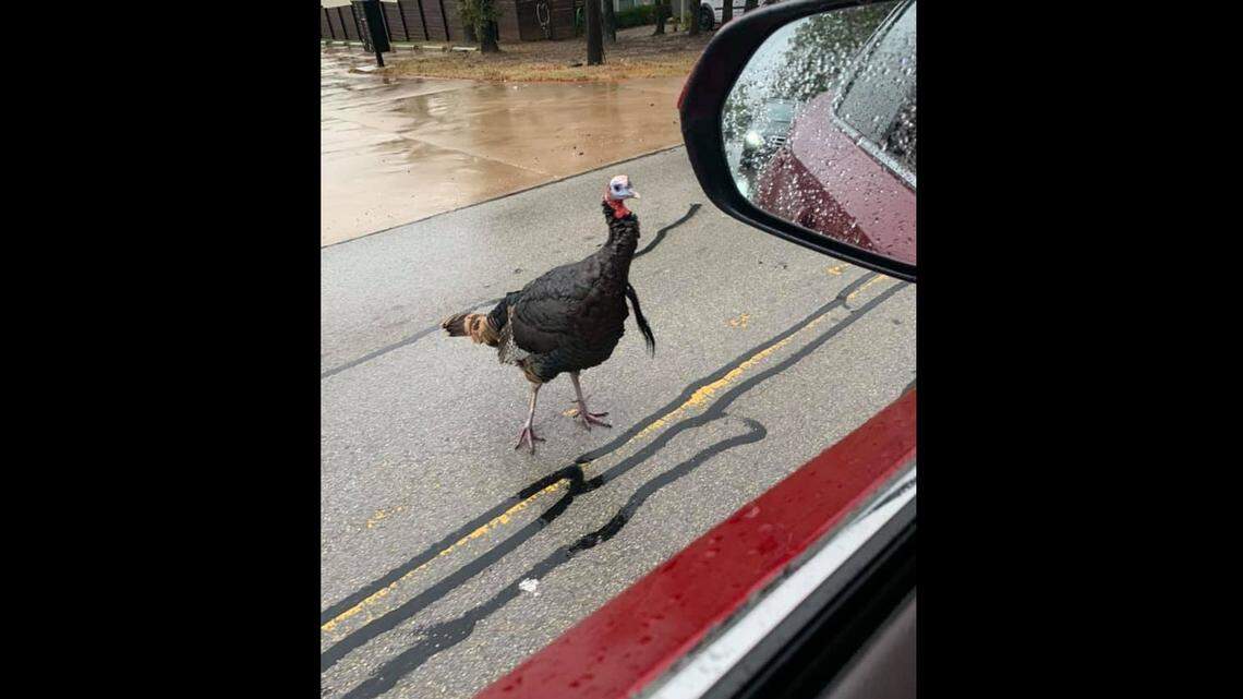 The famous Argyle turkey, who was referred to as Tom or George by residents, was potentially injured or killed Wednesday morning. Argyle police investigated and referred the case to the Texas Parks and Wildlife Department.