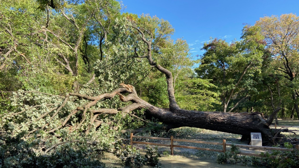 A giant bur oak estimated at more than 400 years old and regarded as the oldest tree in North Texas collapsed Oct. 25 during a heavy rain storm. The Quadricentennial Bur Oak, located in Bob Woodruff Park in Plano, was around before the U.S. Constitution was signed in 1787, arborists say.